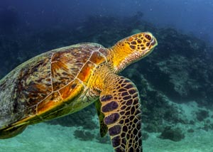 Schnorcheln am Great Barrier Reef