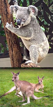 Kängurus und Koalas