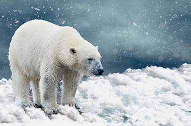 Eisbären am Nordpol