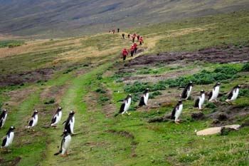 Falklandinseln-kreuzfahrten