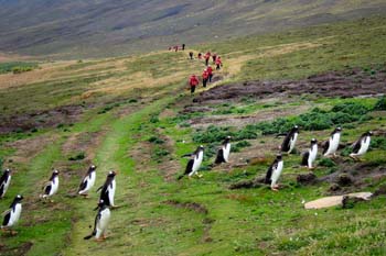 Falklandinseln-kreuzfahrten