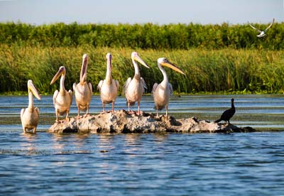 Flusskreuzfahrt Donaudelta