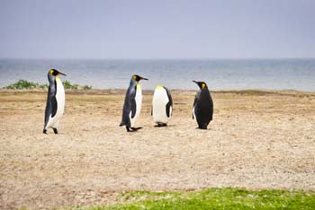 Falklandinseln Kreuzfahrt 2024, 2025 & 2026 buchen