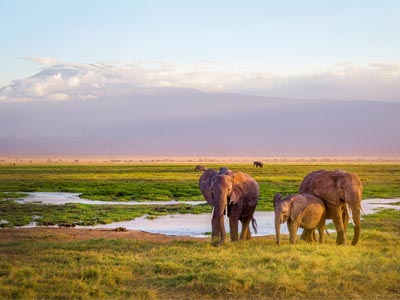Wildes Südafrika ? Safari der Kontraste in ungezähmter Wildnis
