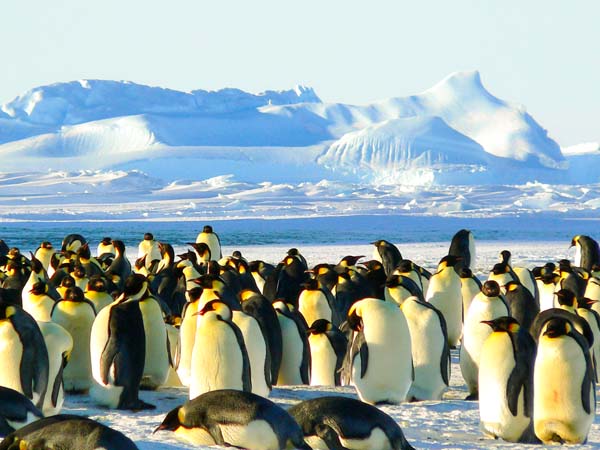 Silvester Antarktis Kreuzfahrt 2024, 2025 & 2026 buchen