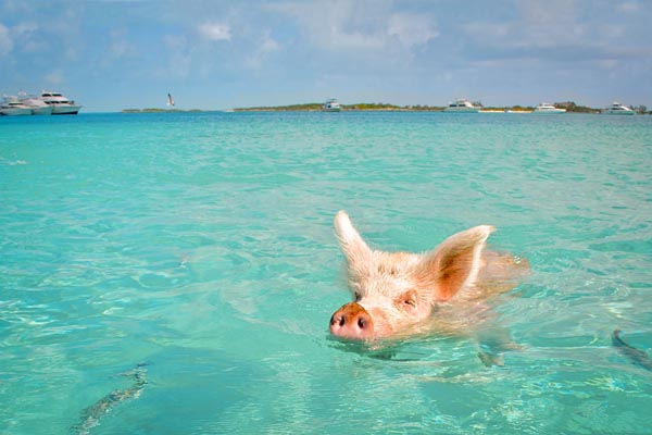 Castaway Cay Kreuzfahrt 2024 & 2025 buchen