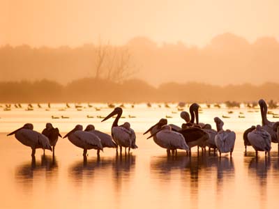 Naturspektakel Passau - Tulcea