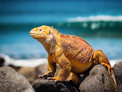 Celebrity Xploration Reise RouteSchönheit der Galápagosinseln