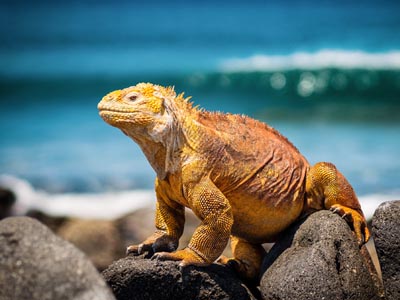 Naturparadies Galapagos Inseln