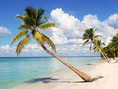 Karibische Palmen