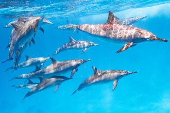 MSC Orchestra Jordanien Reise Rotes Meer Kreuzfahrt ab/bis Safaga
